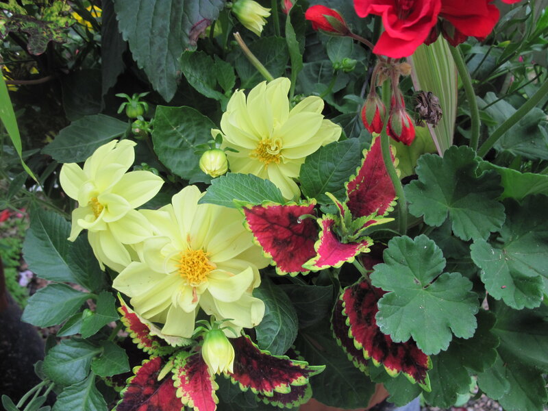 Yellow Dahlia Flowers — Natural, Afternoon, Photograph, Red Geraniums
