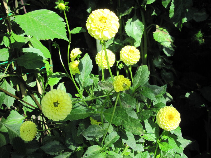 Yellow Dahlia Flowers — Natural, Afternoon, Photograph