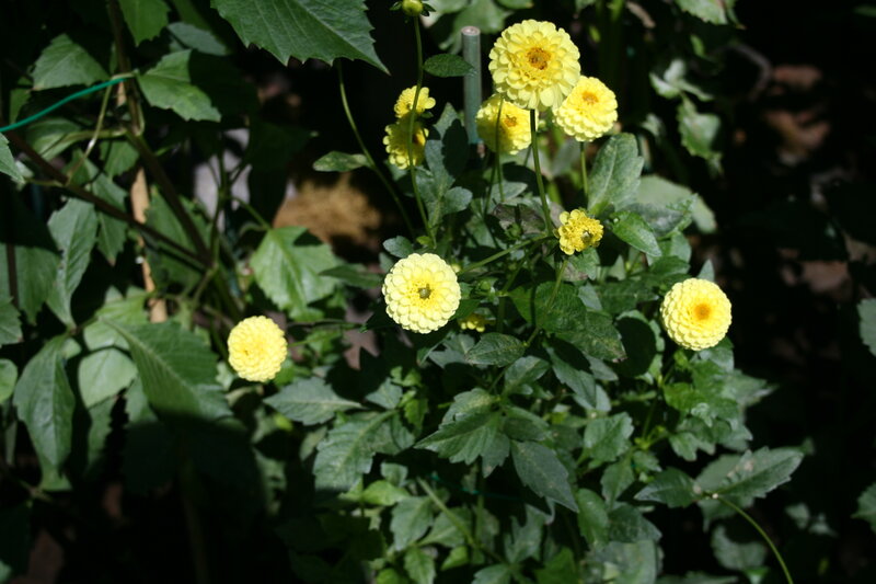 Yellow Dahlia Flowers — Natural, Afternoon