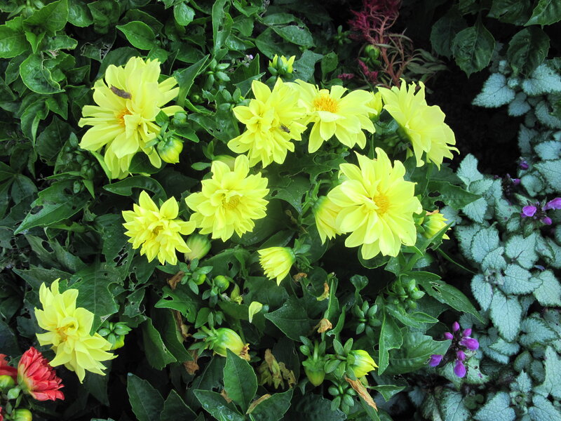Yellow Dahlia Flowers — Natural