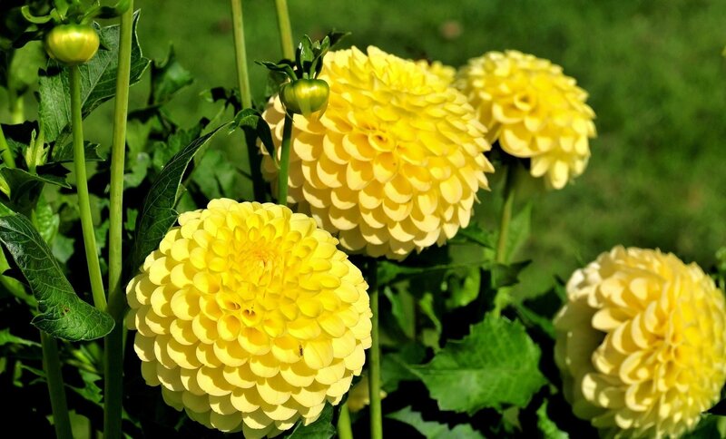 Yellow Dahlia Flowers — Serene, Afternoon, Photograph