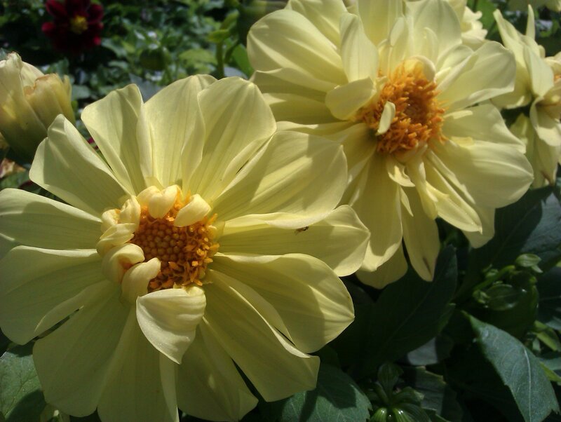 Yellow Dahlia Flowers — Serene, Afternoon