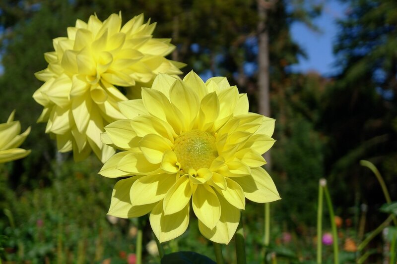 Yellow Dahlia Flowers — Serene