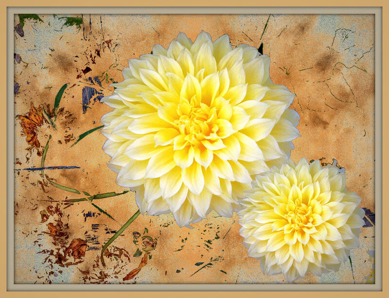 Yellow dahlia flowers