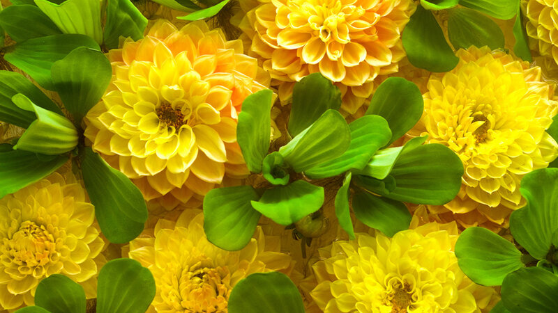 Yellow Dahlia Flowers — Vibrant, Photograph, Green Leaves