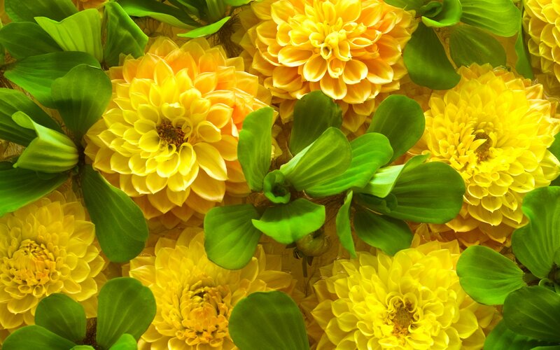 Yellow Dahlia Flowers — Vibrant, Photograph