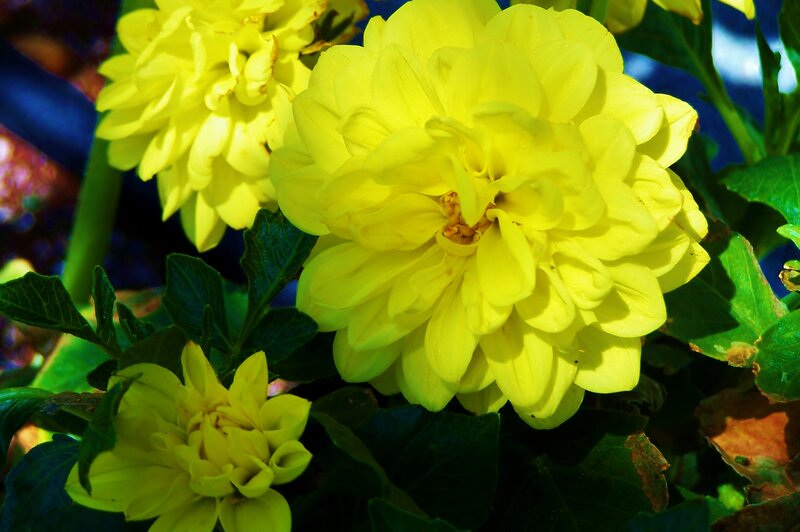 Yellow Dahlia Flowers — Vibrant
