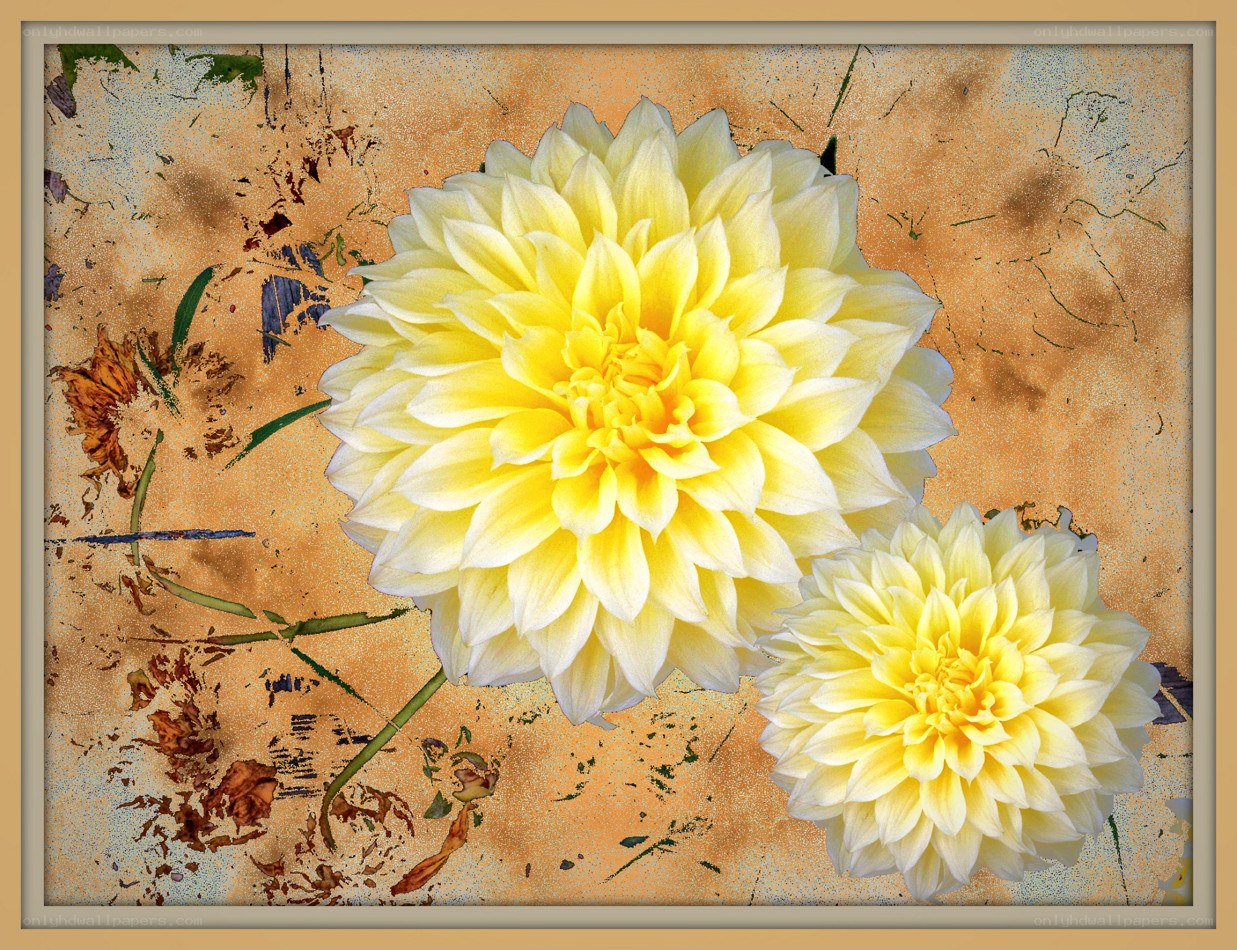 Yellow dahlia flowers