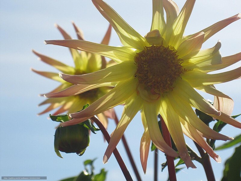Yellow dahlia in sunlight