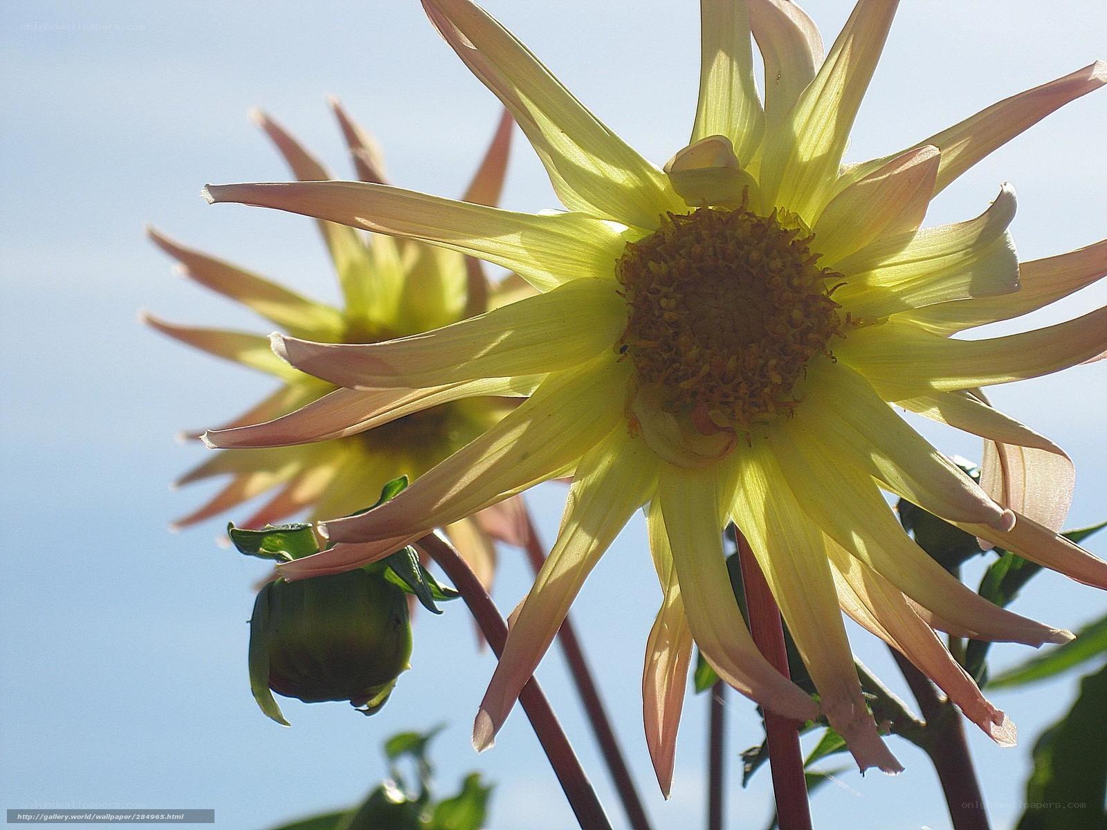 Yellow dahlia in sunlight