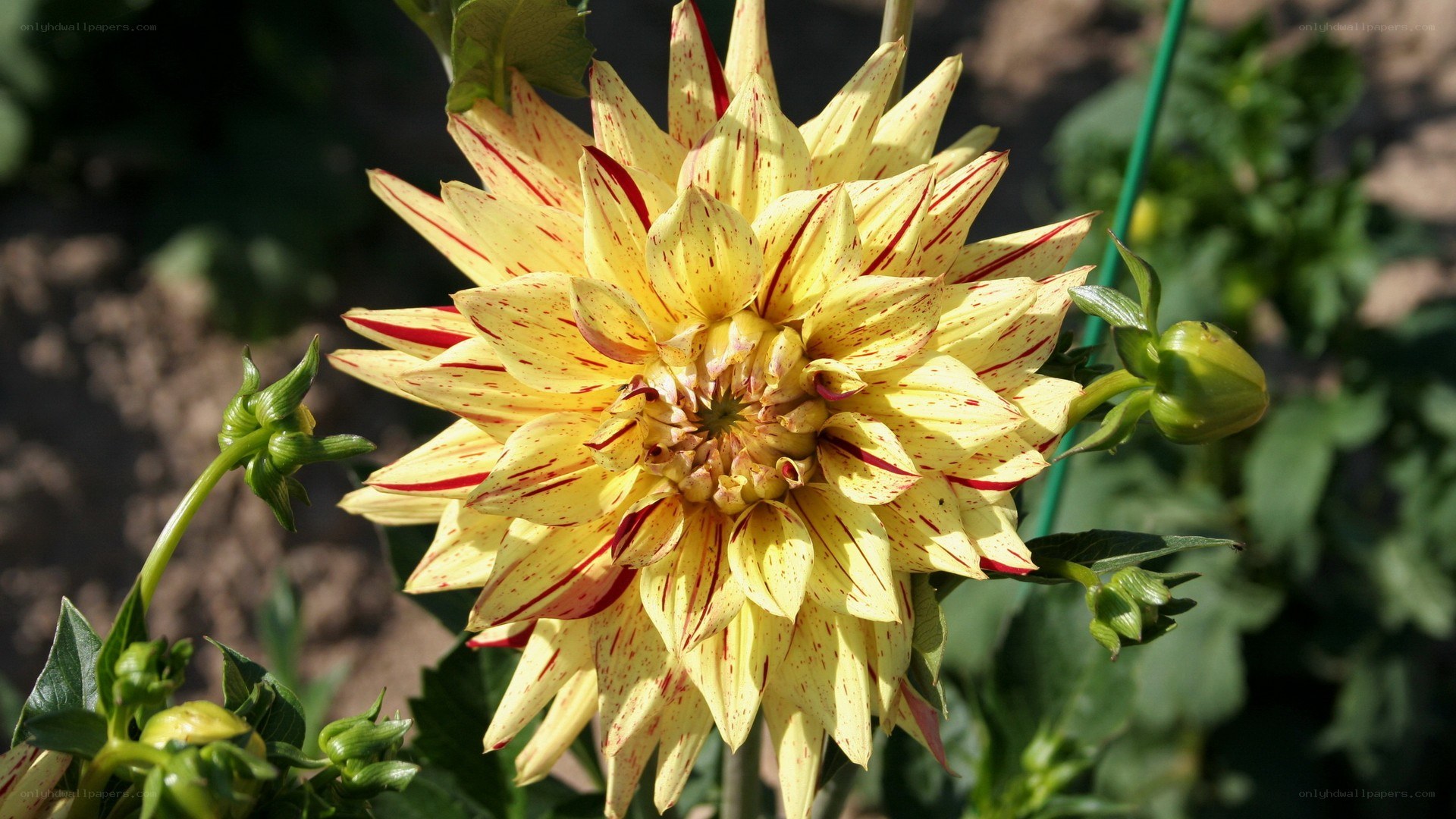 yellow dahlia with red stripes