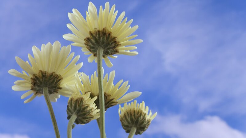 yellow daisies against blue sky