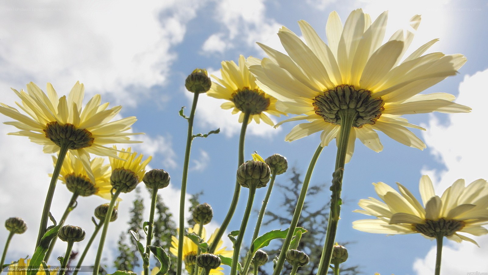 Yellow daisies against blue sky