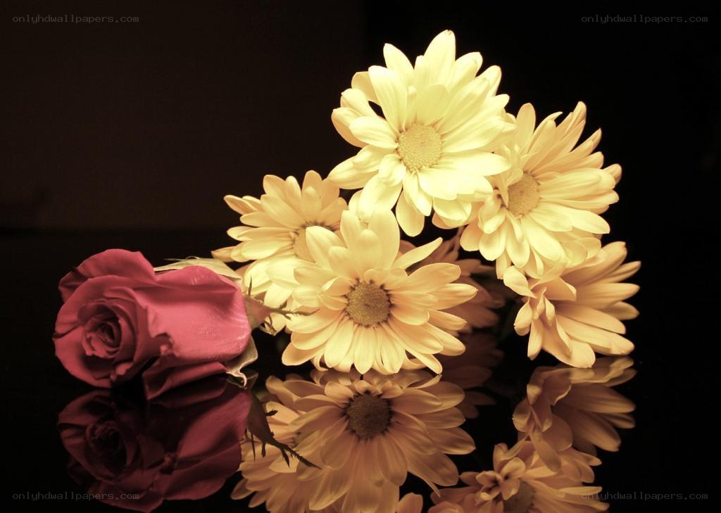 Yellow daisies and a red rose