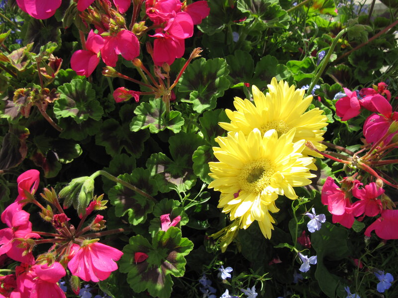 Yellow Daisies and Pink Geraniums