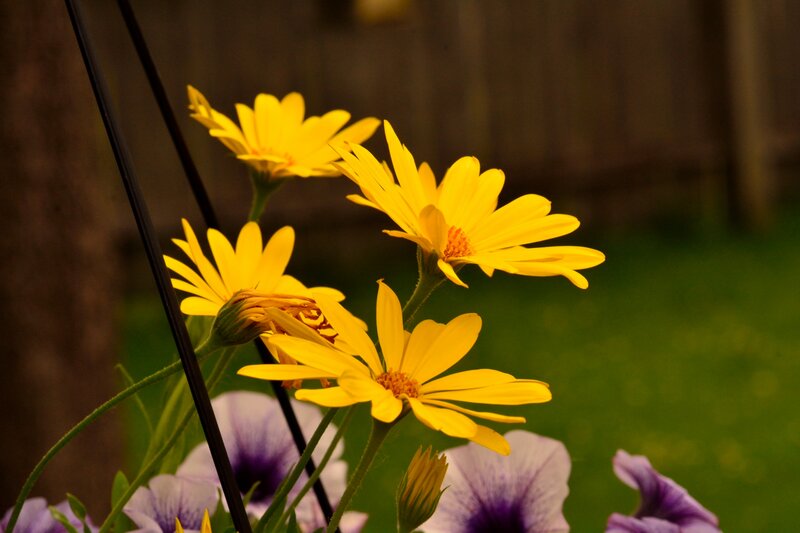 Yellow Daisies and Purple Flowers