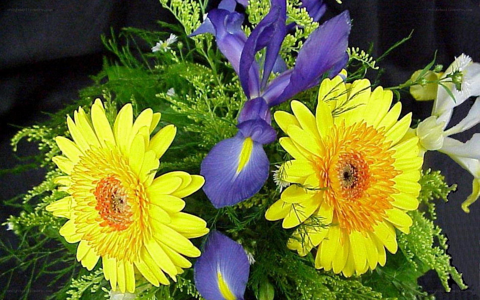 yellow daisies and purple iris