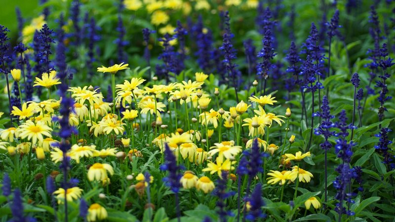 yellow daisies and purple salvia