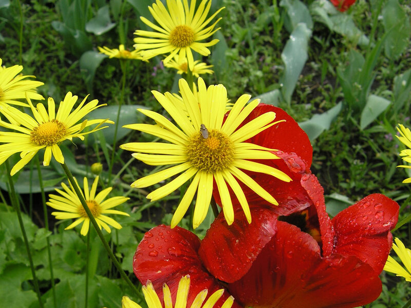 Yellow Daisies and Red Tulips