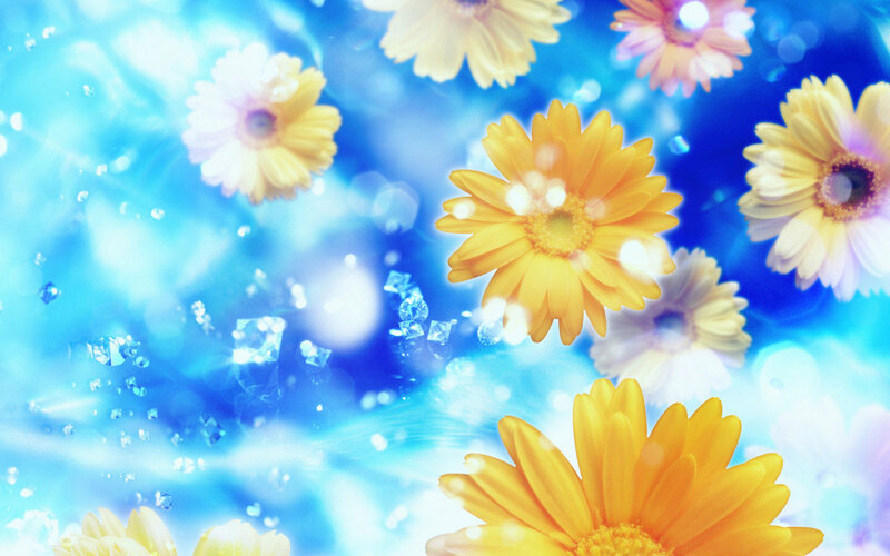 Yellow Daisies Floating