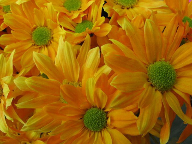 Yellow Daisies in a Bouquet — Vibrant