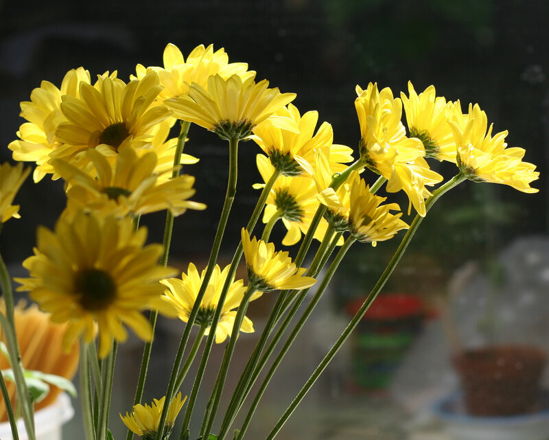 Yellow Daisies in a Bunch