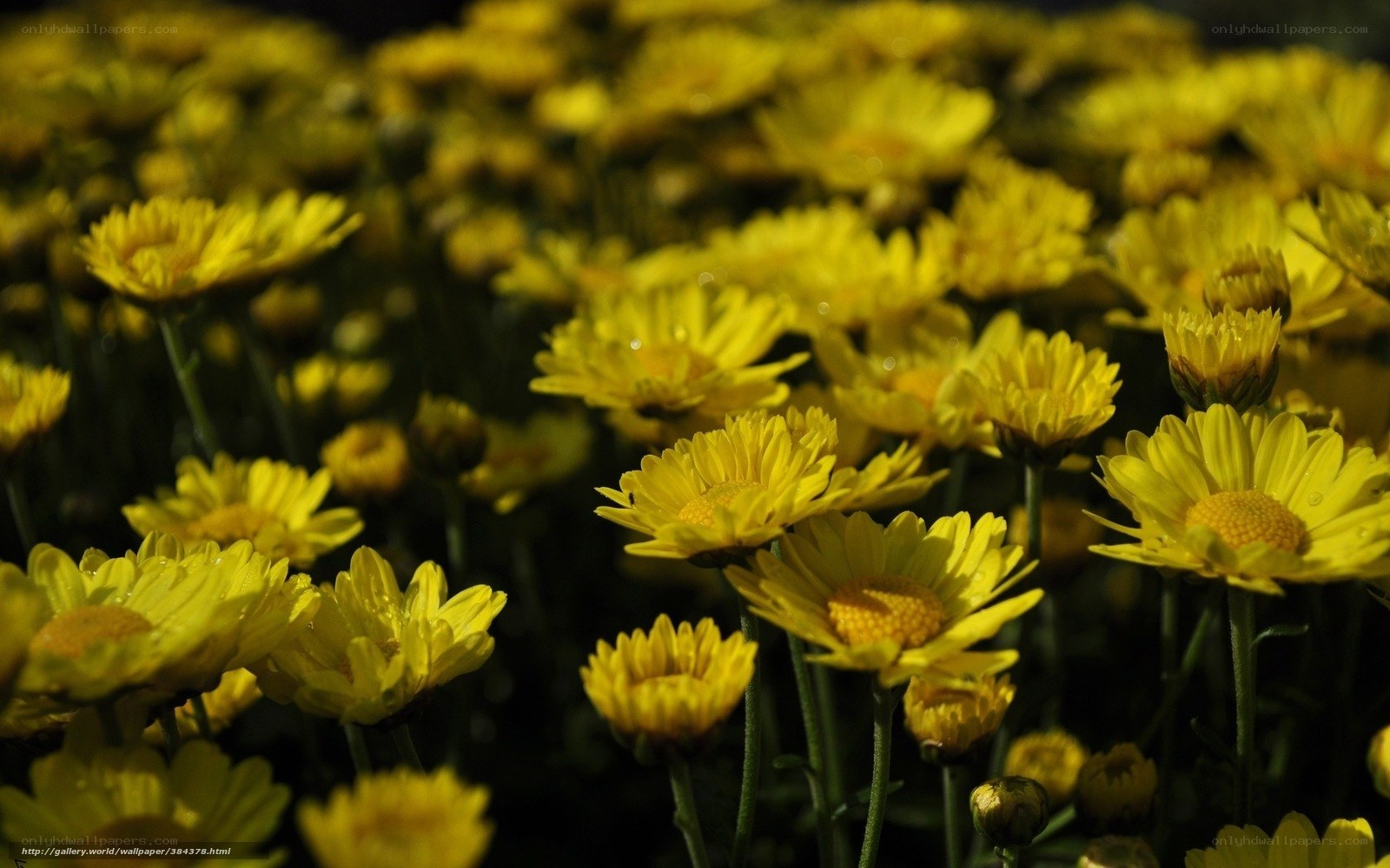Yellow daisies in a field