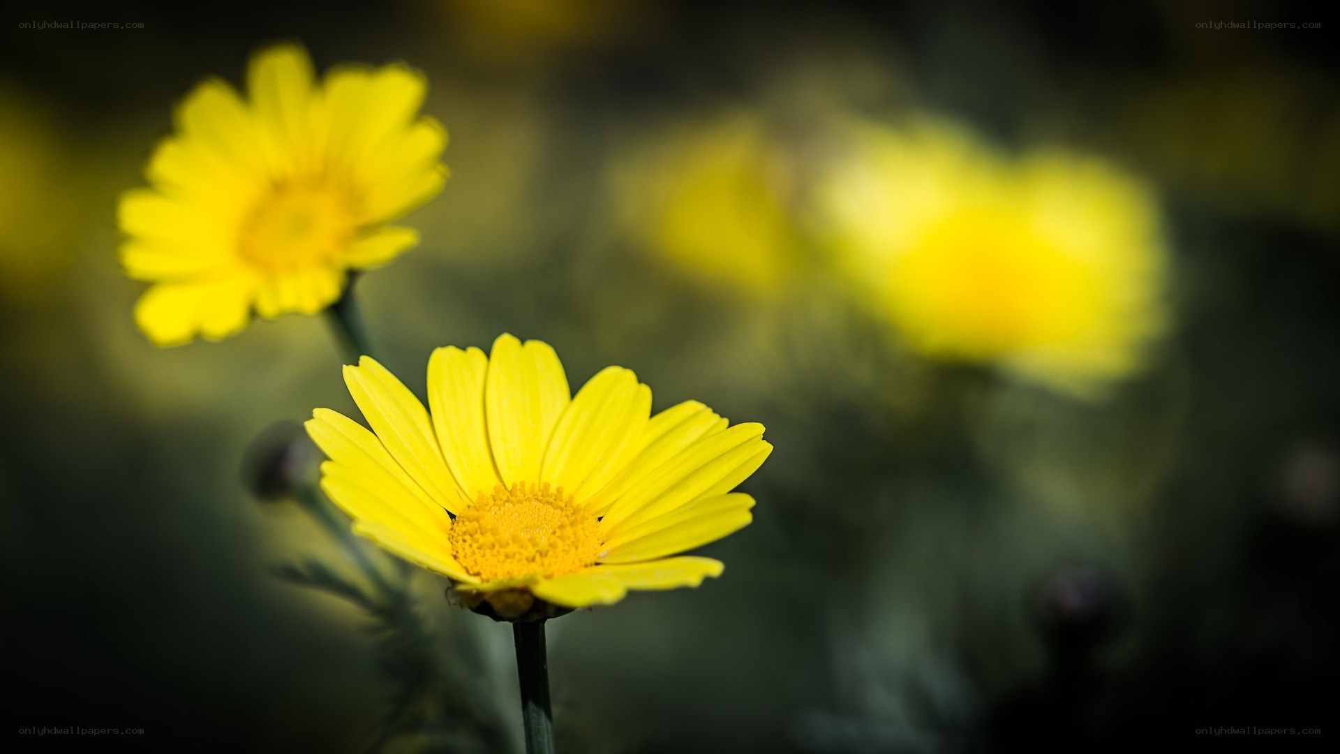 Yellow daisies in a field