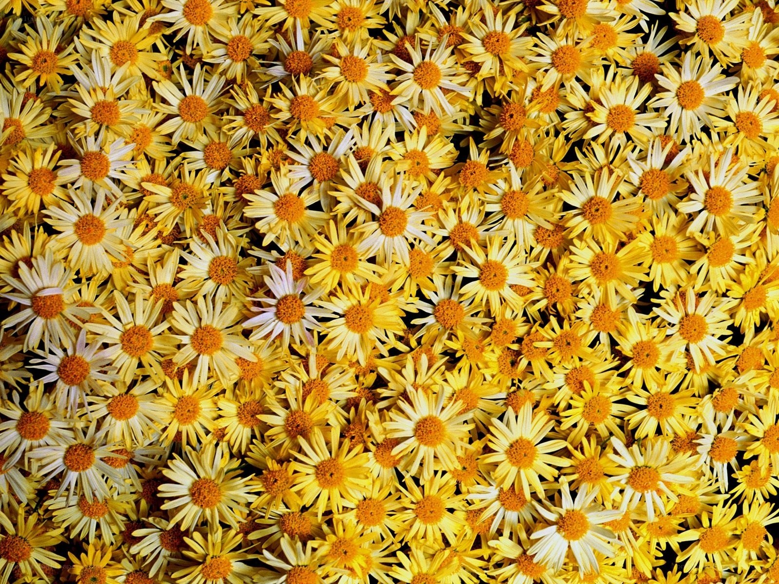 Yellow daisies in a field