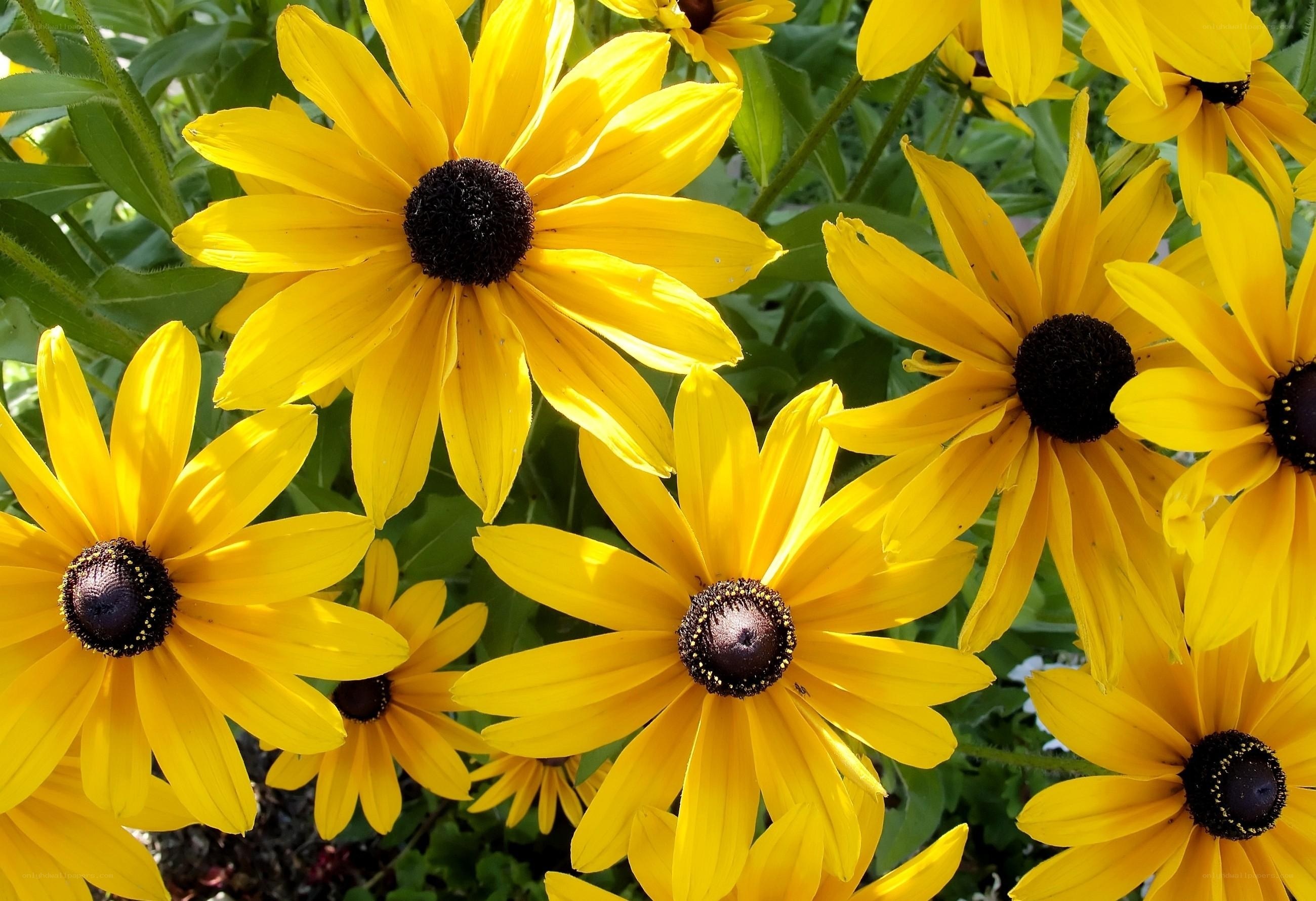 Yellow daisies in a garden