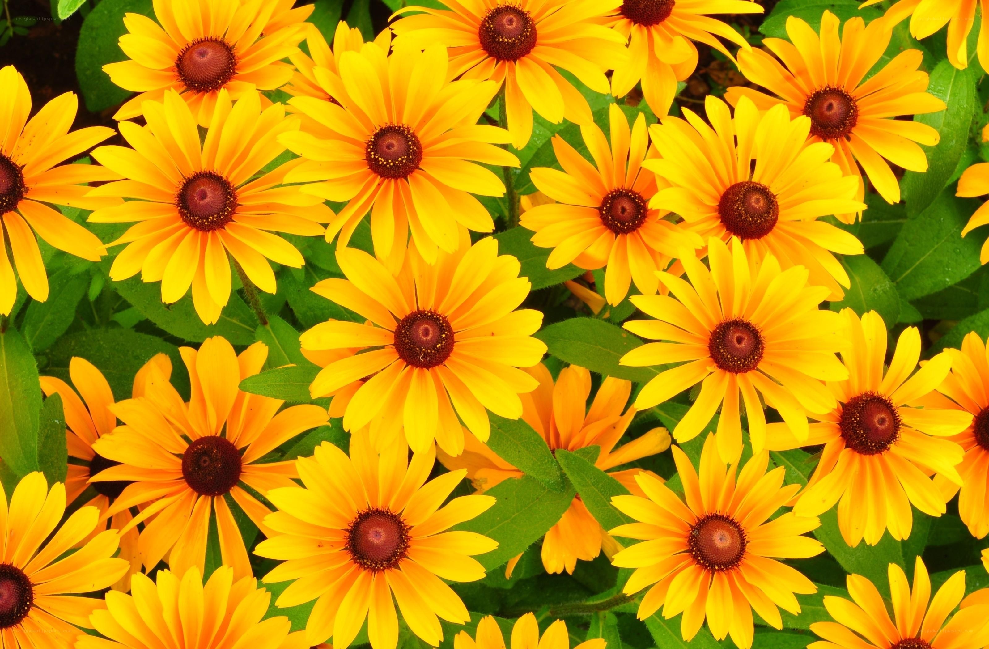 Yellow daisies in a garden