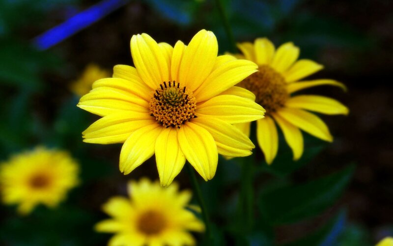 Yellow daisies in a garden