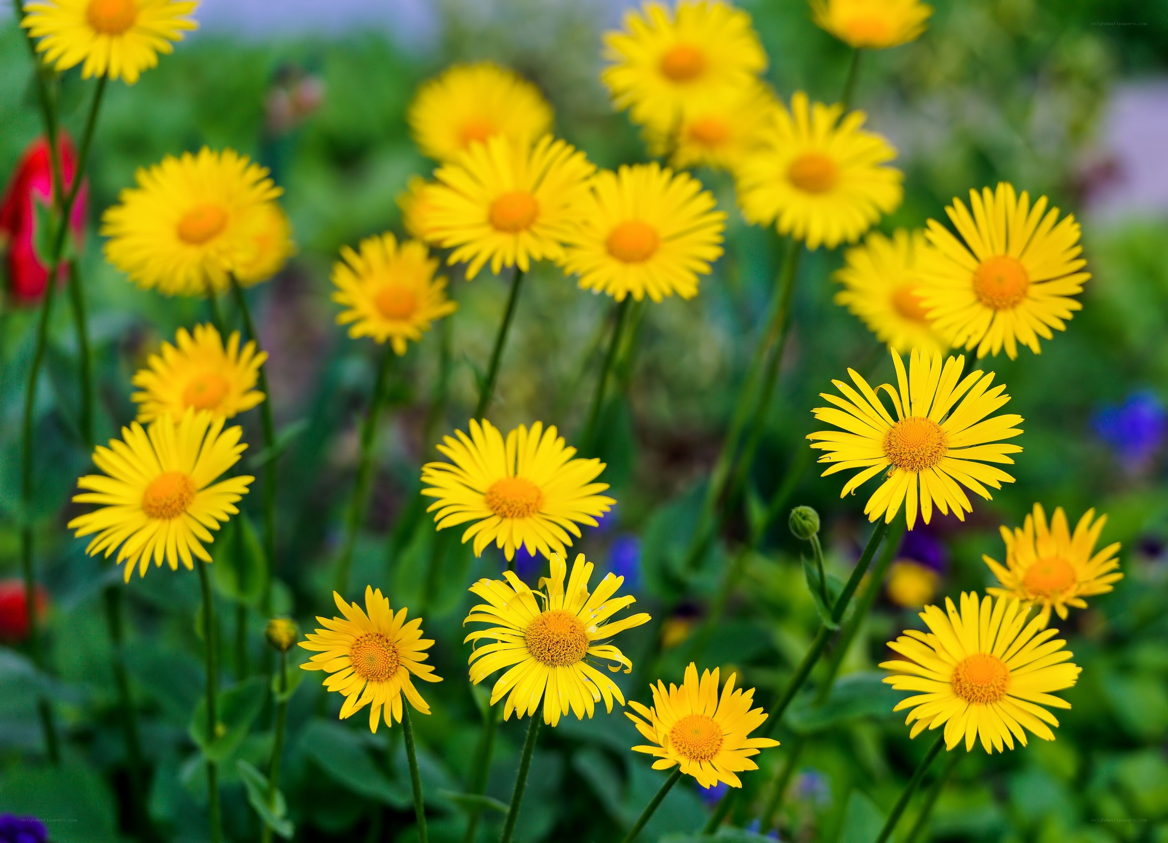 Yellow daisies in a garden