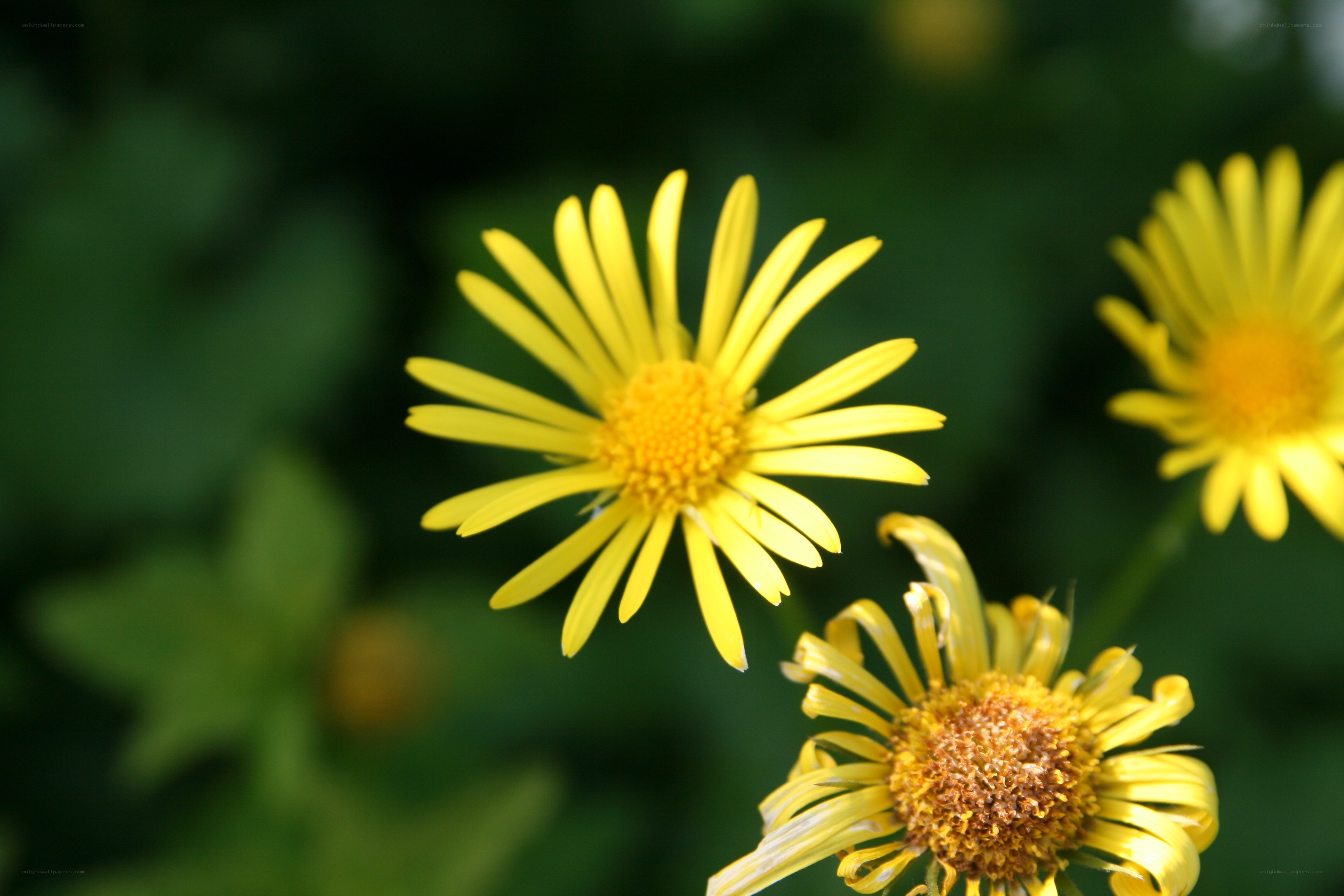 Yellow daisies in a garden