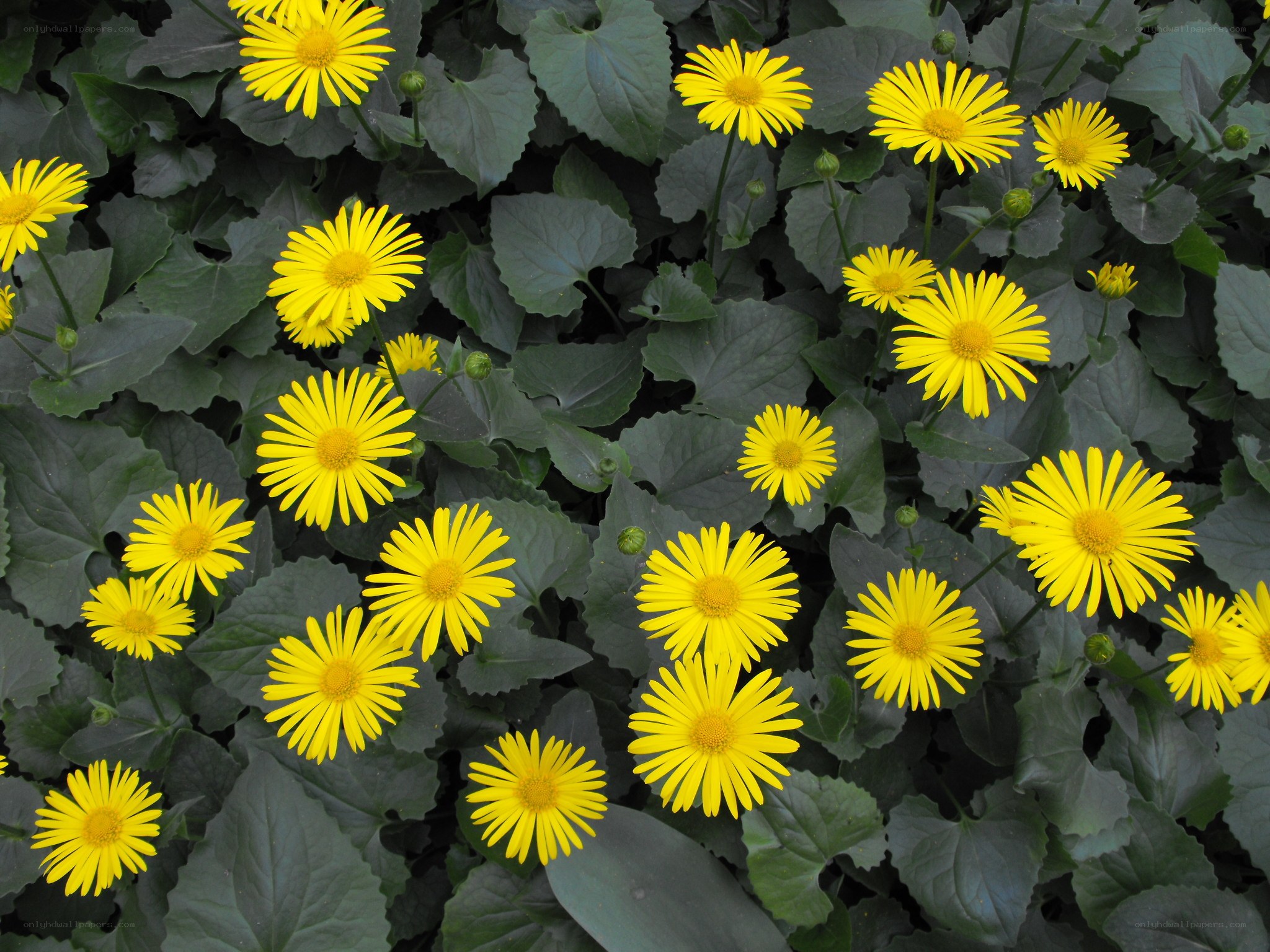 Yellow daisies in a garden