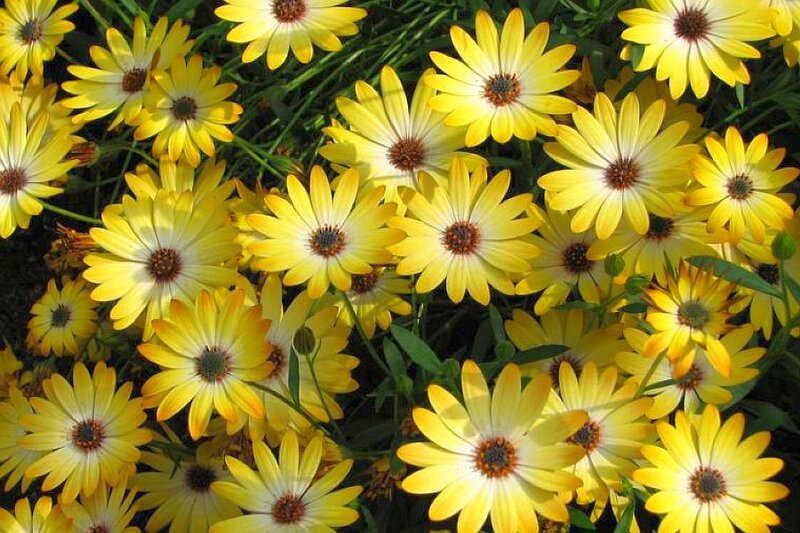 Yellow daisies in a garden