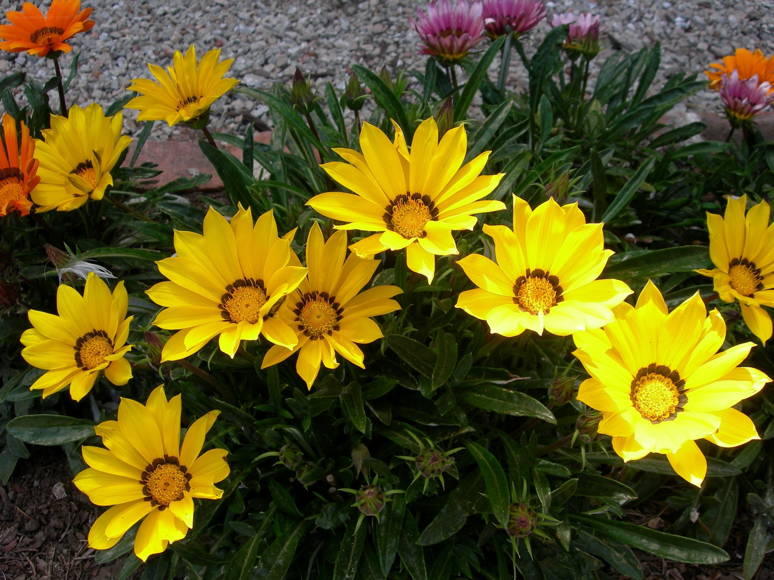 Yellow daisies in a garden