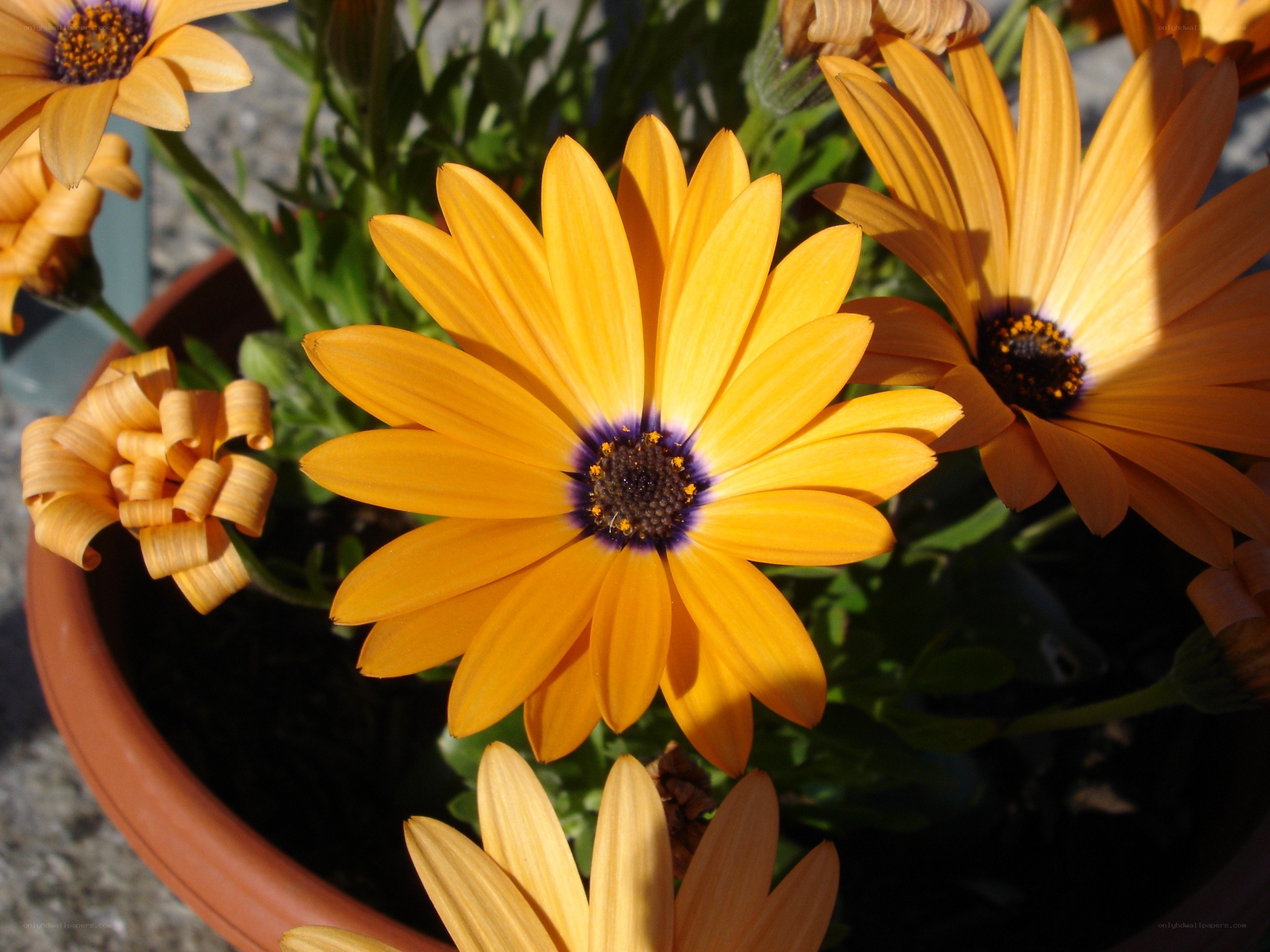 Yellow daisies in a pot