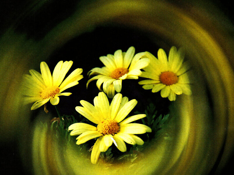 Yellow Daisies in a Vase — Calm