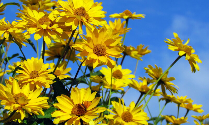Yellow Daisies in Bloom — Bright, Afternoon, Photograph, Butterfly