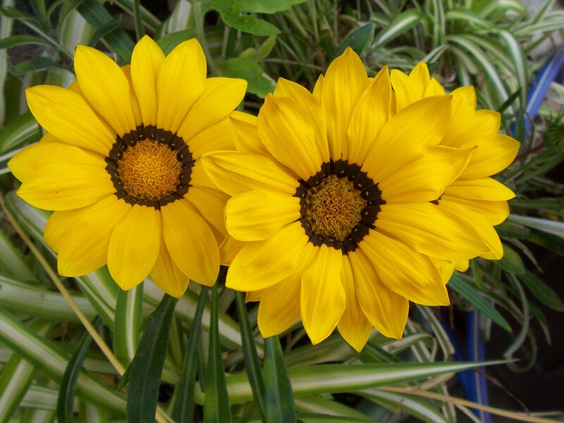 Yellow Daisies in Bloom — Bright, Afternoon, Photograph, Flowers