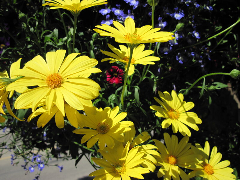 Yellow Daisies in Bloom — Bright, Afternoon, Photograph