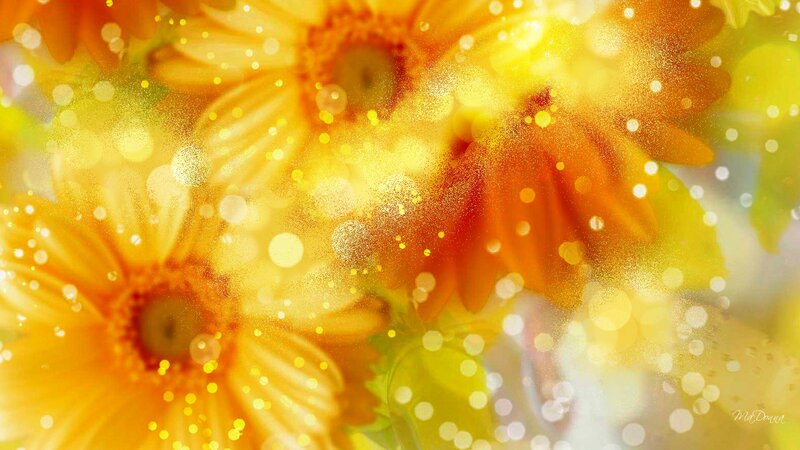 Yellow Daisies in Bloom — Bright, Photograph