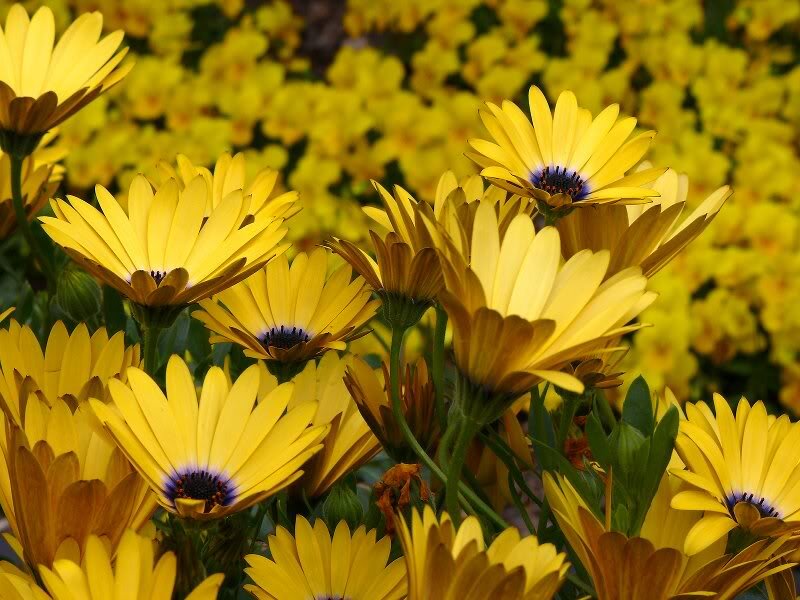 Yellow Daisies in Bloom — Bright