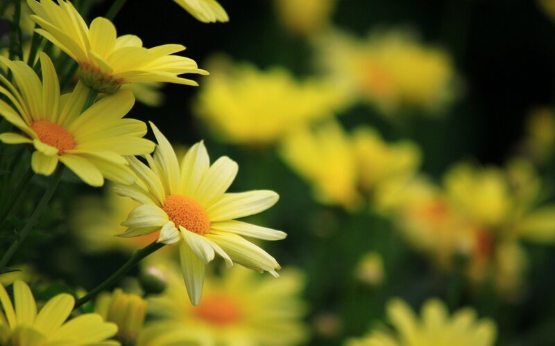 Yellow Daisies in Bloom — Calm, Afternoon