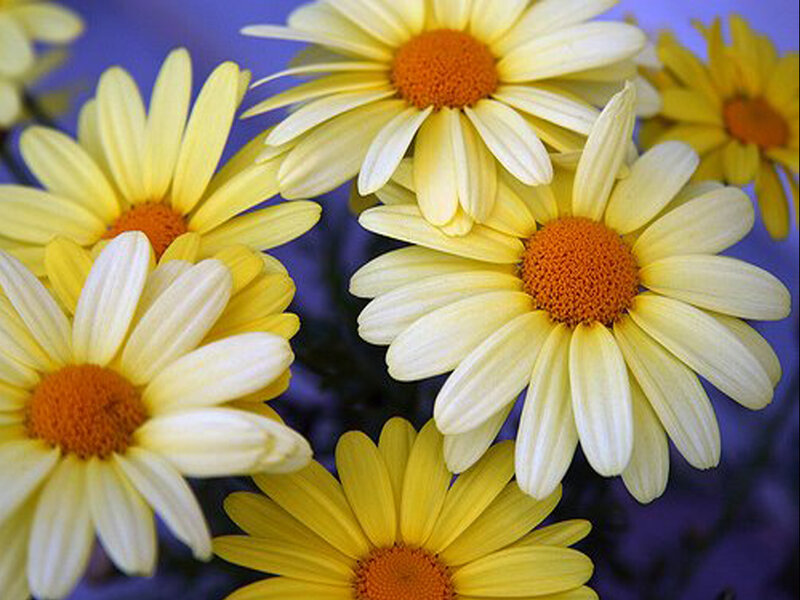 Yellow Daisies in Bloom — Calm