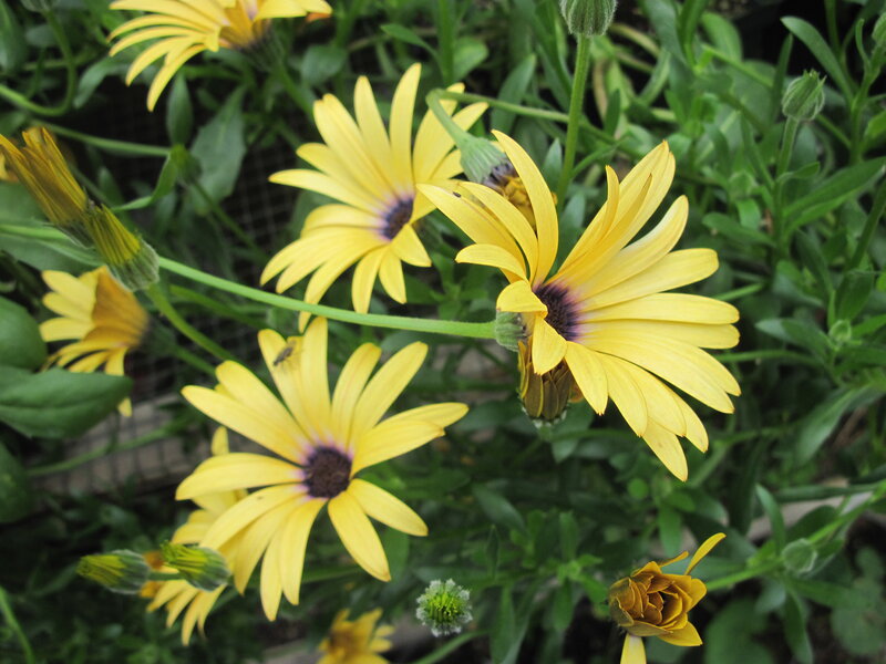 Yellow Daisies in Bloom — Natural
