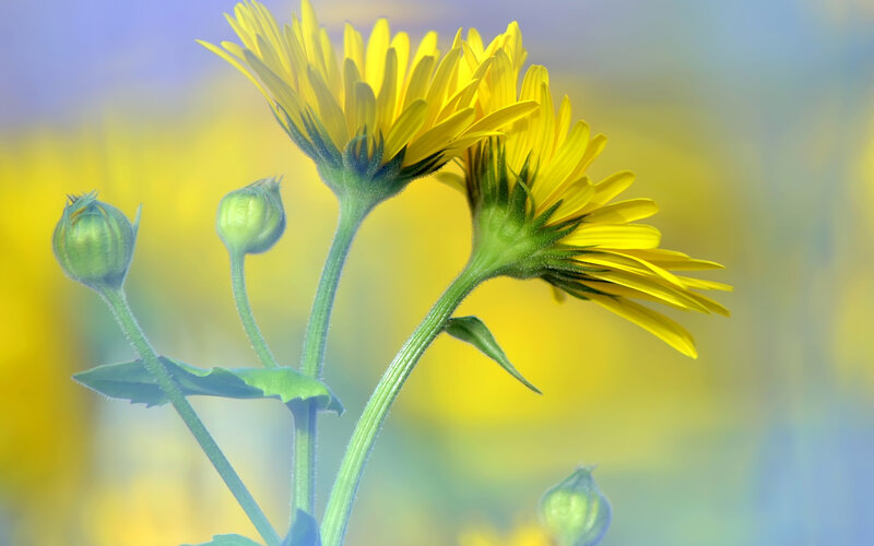 Yellow Daisies in Bloom — Serene, Afternoon