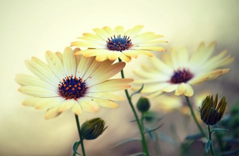 Yellow Daisies in Bloom — Serene, Morning