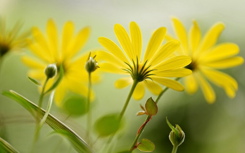 Yellow Daisies in Bloom — Serene, Spring
